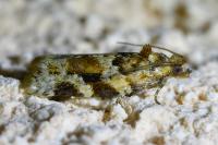 Argyrotaenia ljungiana