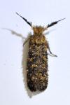 Ochsenheimeria taurella