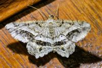 Chiasmia aestimaria