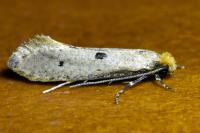 Tinea trinotella