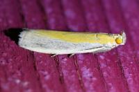 Oncocera semirubella