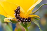 Acronicta rumicis