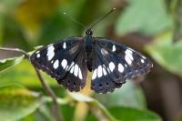 Limenitis reducta