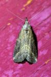 Schrankia costaestrigalis