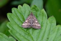 Pyrausta despicata