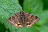 Euclidia glyphica