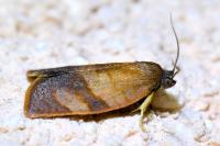 Cacoecimorpha pronubana