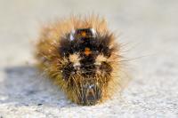 Acronicta rumicis