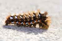 Acronicta rumicis