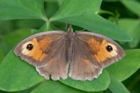 Maniola jurtina