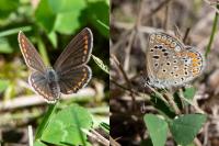 Polyommatus icarus