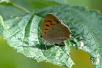 Lycaena phlaeas