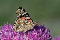 Vanessa cardui
