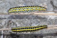Calophasia lunula