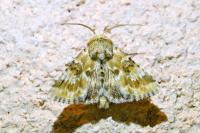 Eremobia ochroleuca