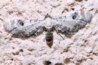 Eupithecia centaureata