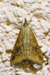 Udea ferrugalis