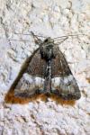 Mesoligia furuncula