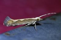 Plutella xylostella