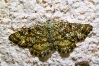 Ematurga atomaria