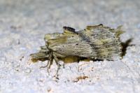 Pterostoma palpina