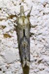 Pterostoma palpina