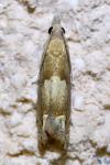 Eucosma conterminana