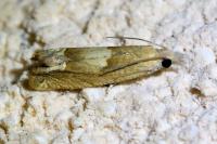 Eucosma conterminana