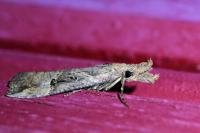 Hypena rostralis