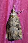 Hypena rostralis