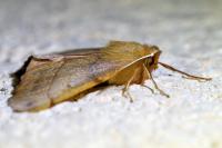 Colotois pennaria