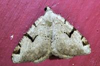 Perizoma lugdunaria