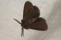 Diaphora mendica
