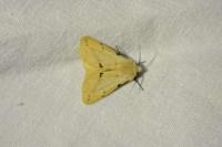 Spilarctia lutea