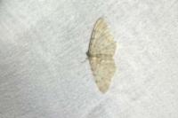 Aethalura punctulata