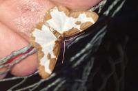 Lomaspilis marginata
