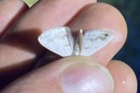 Lomographa temerata