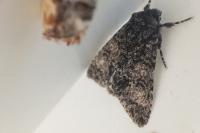 Acronicta megacephala
