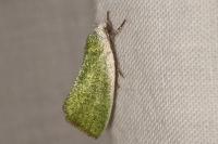 Earias clorana