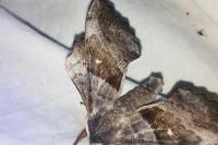 Laothoe populi