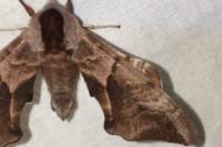 Smerinthus ocellatus