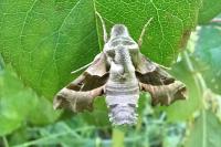 Proserpinus proserpina