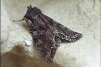 Lacanobia thalassina