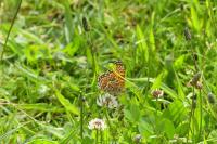 Melitaea phoebe