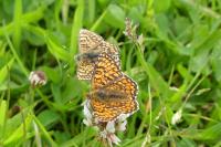Melitaea phoebe