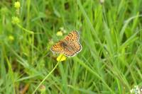 Melitaea cinxia