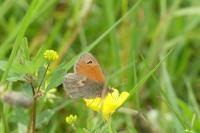 Coenonympha pamphilus