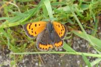 Lycaena phlaeas