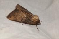 Minucia lunaris