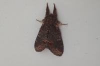 Notodonta dromedarius